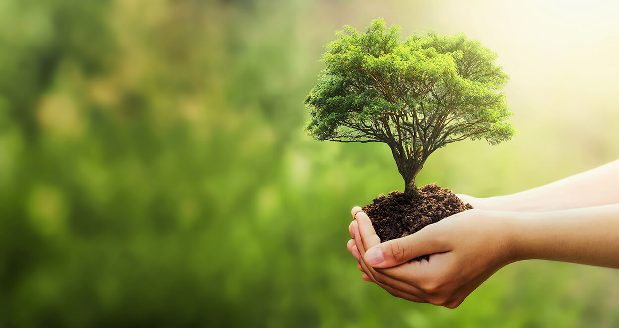 sostenibilidad-arbol-medioambiente-futuro sostenibilidad-arbol-medioambiente-futuro